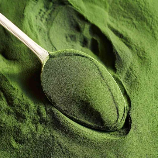 Algae